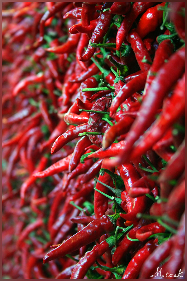 Chili Foto von Chili Kette Rot