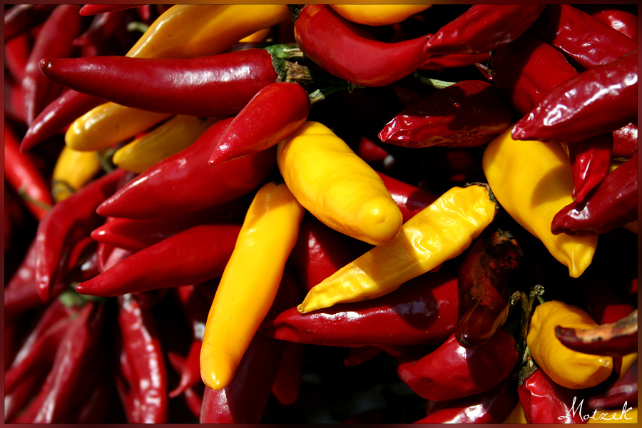 Chili Foto von Chili Rot Gelb
