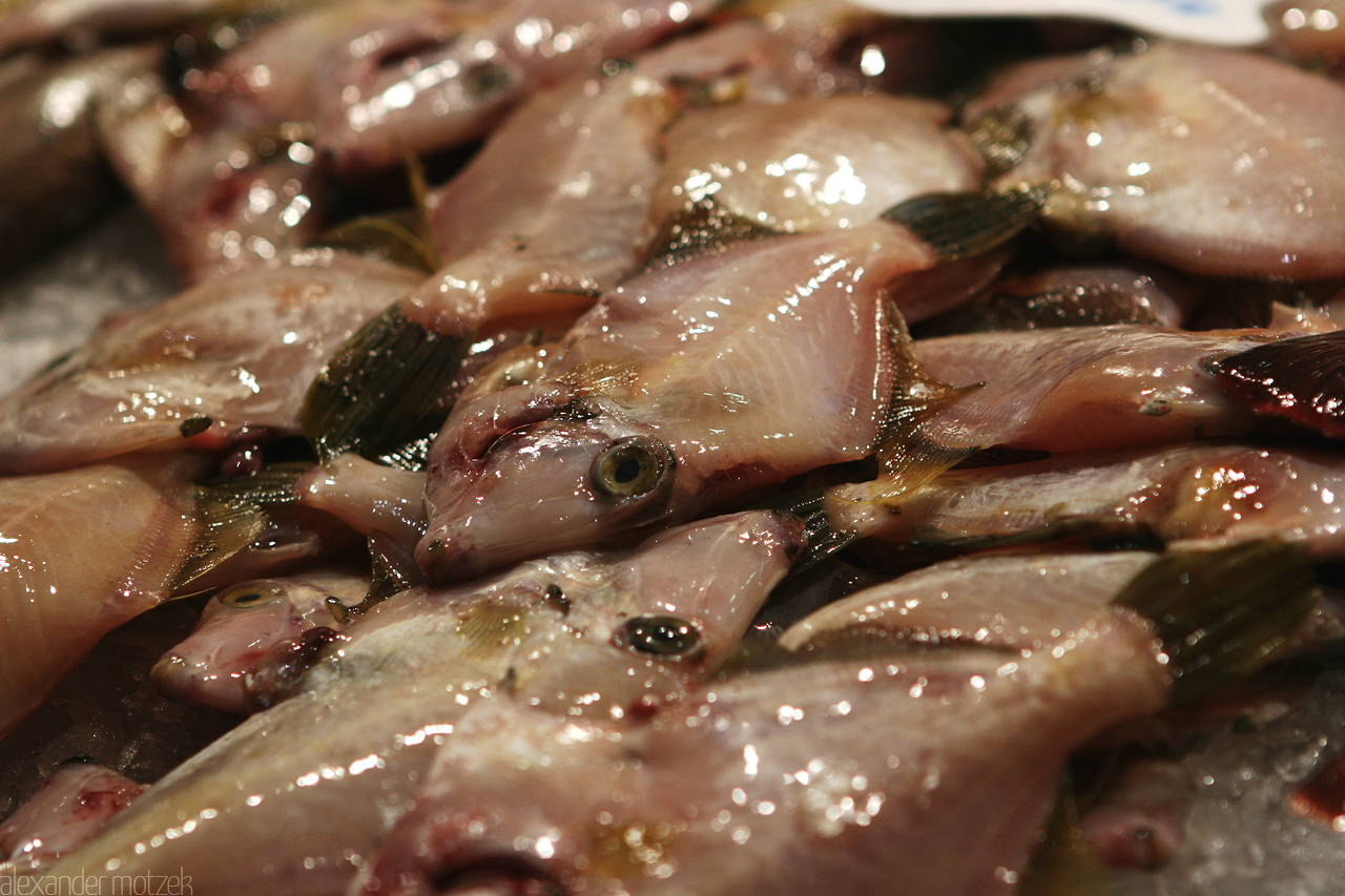 Pisces Foto von Fische auf dem Markt von Gran Canaria