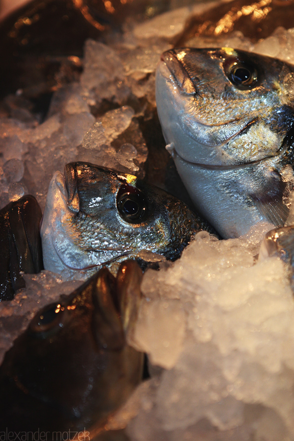 Pisces Foto von Fische auf dem Markt von Gran Canaria