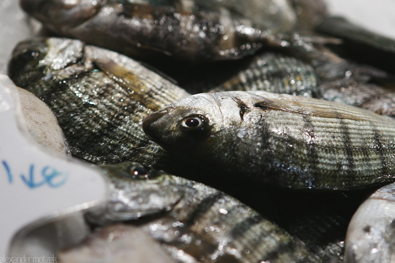 Pisces Foto von Fische auf dem Markt von Gran Canaria