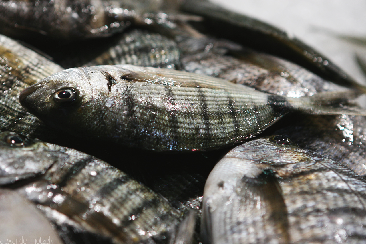 Pisces Foto von Fische auf dem Markt von Gran Canaria