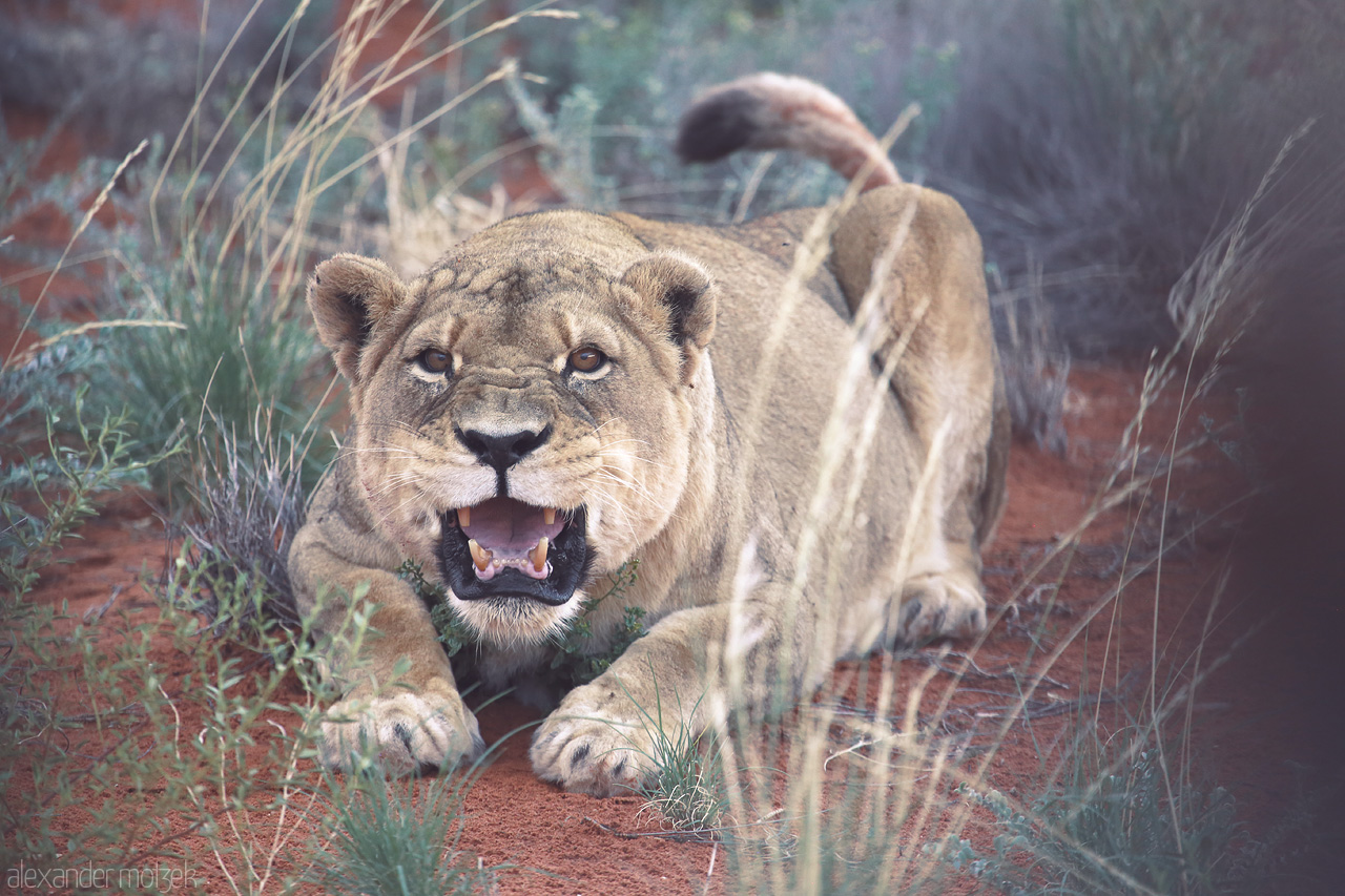 Foto von A fierce lioness growls amidst the red sands of the Kalahari Desert, embodying the untamed spirit of Namibia.
