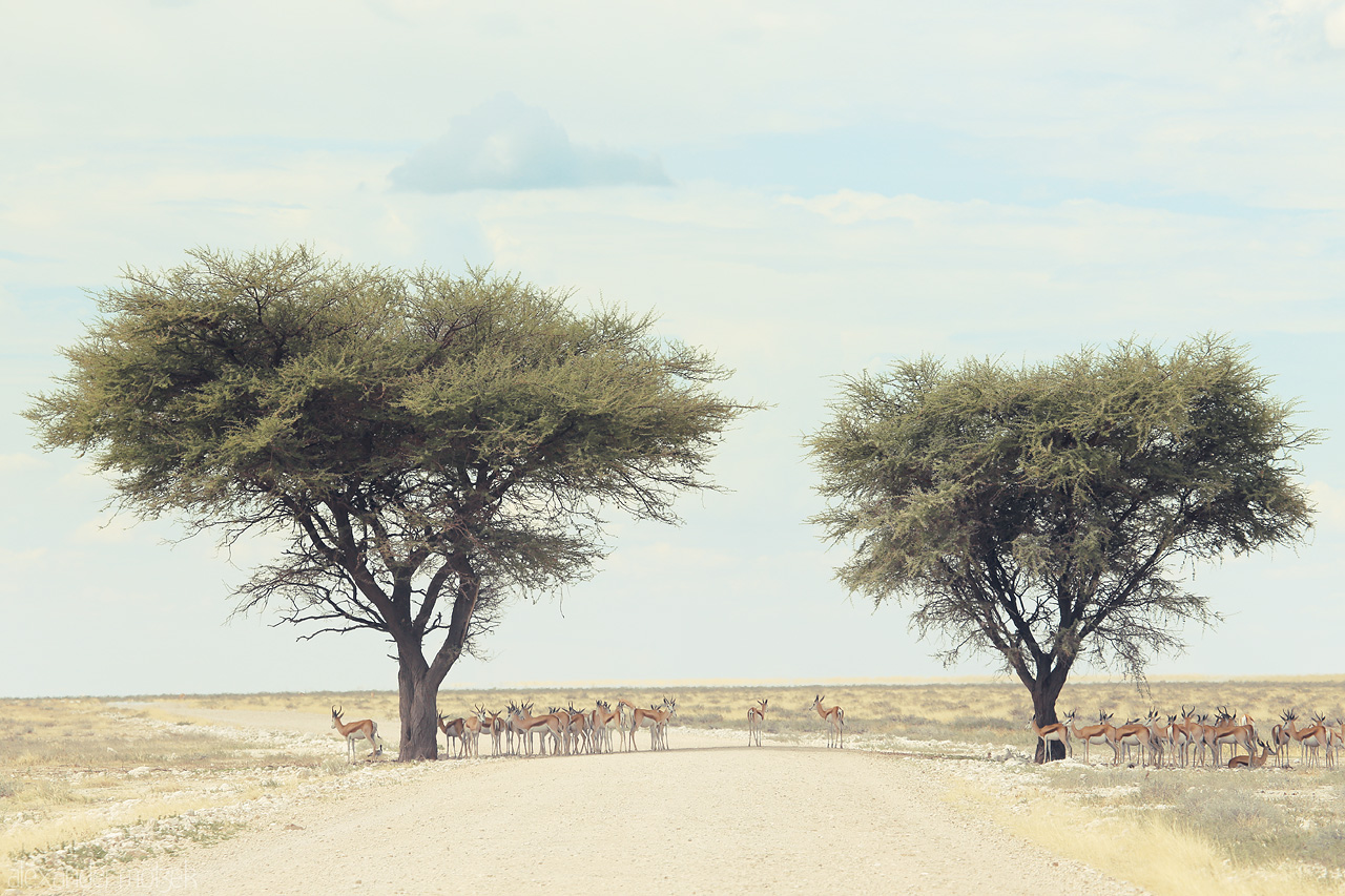 Foto von A herd of springboks graze by acacia trees lining a gravel road under a vast sky in Etosha, Namibia.