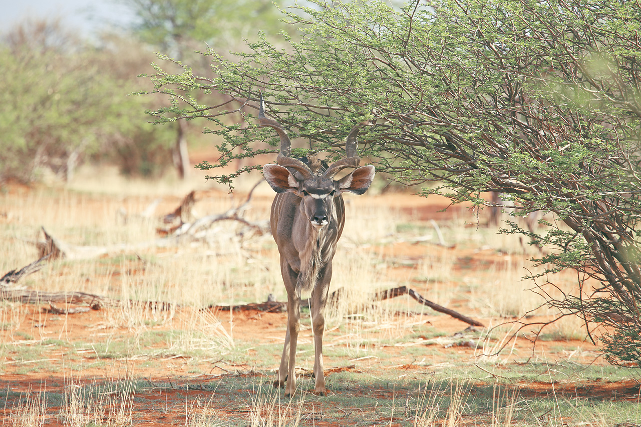 Foto von A kudu stands amidst the arid Kalahari, Namibia, harmonizing with the untamed wilderness.