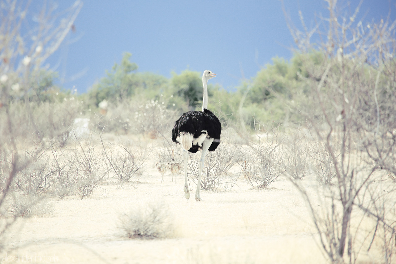 Foto von A lone ostrich strides through Etosha's arid shrublands, embodying the wild spirit of Namibia.