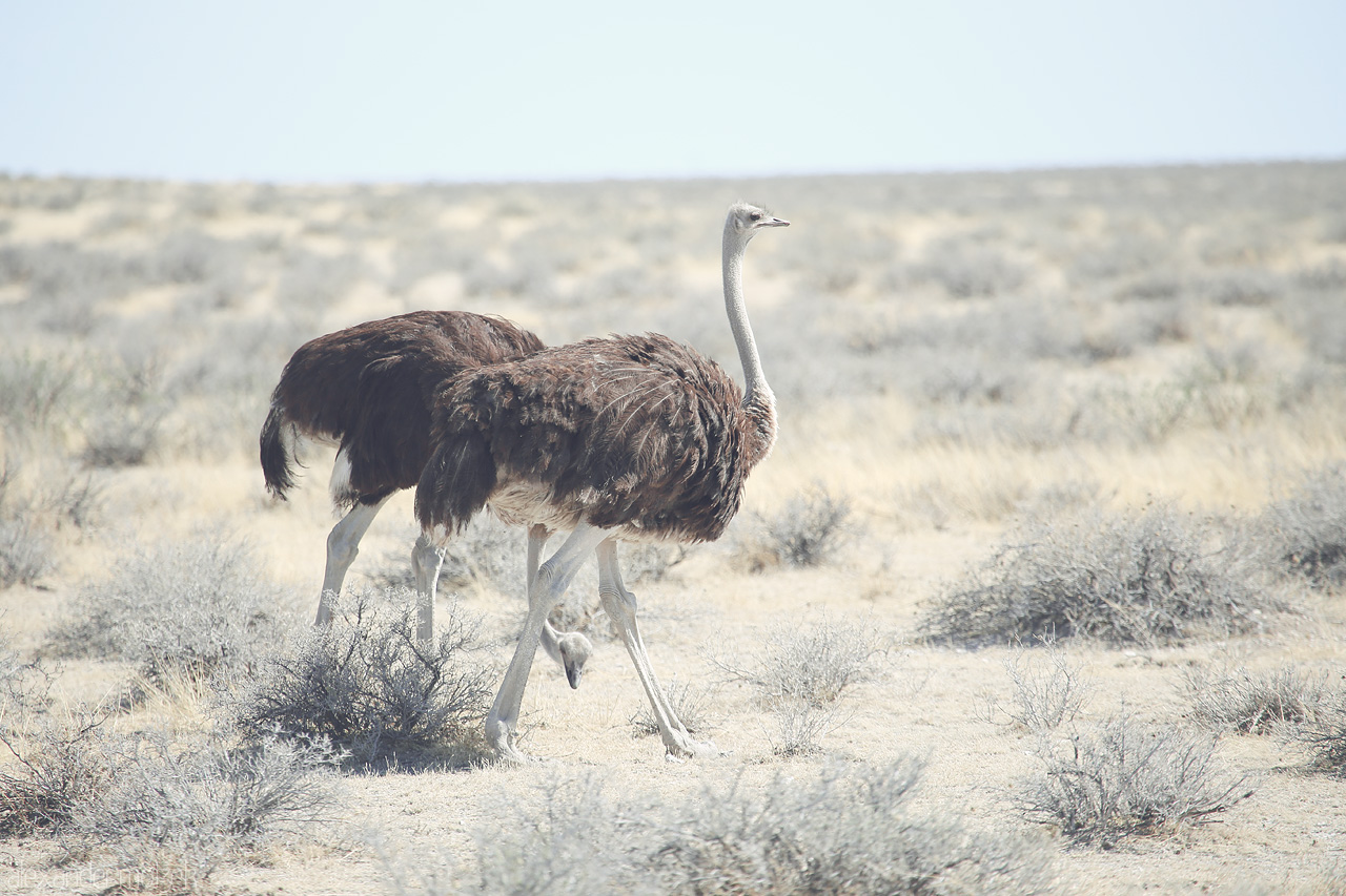 Foto von A pair of ostriches traverse the sparse vegetation of Etosha, Namibia, under a vast sky.