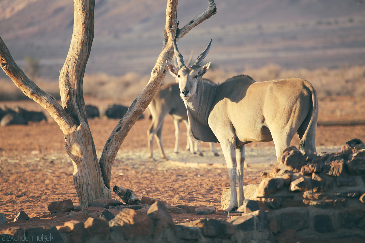 Foto von A serene eland stands amidst twisted trees in Hammerstein, Namibia, basking in the golden hour.