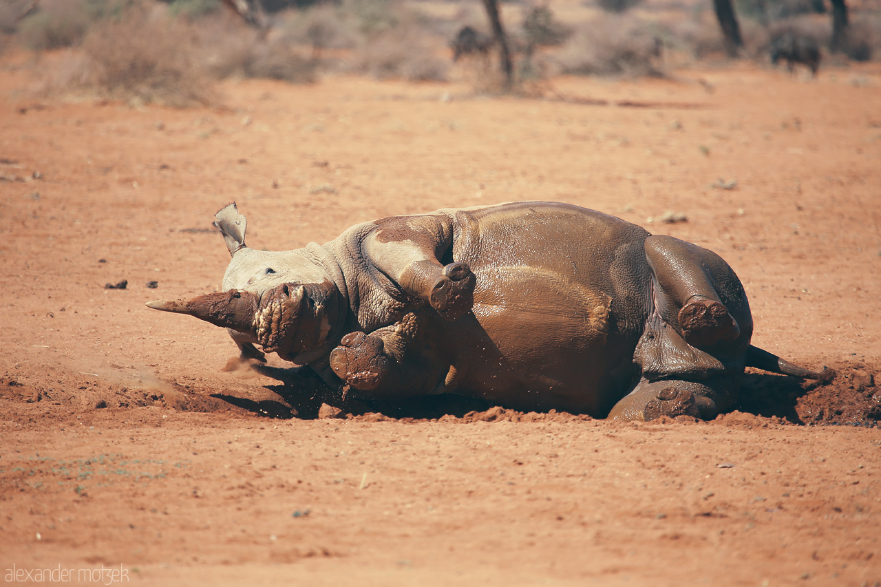 Foto von A serene rhino rests in the warm sands near Hammerstein, Namibia, embracing the tranquil desert vibes.
