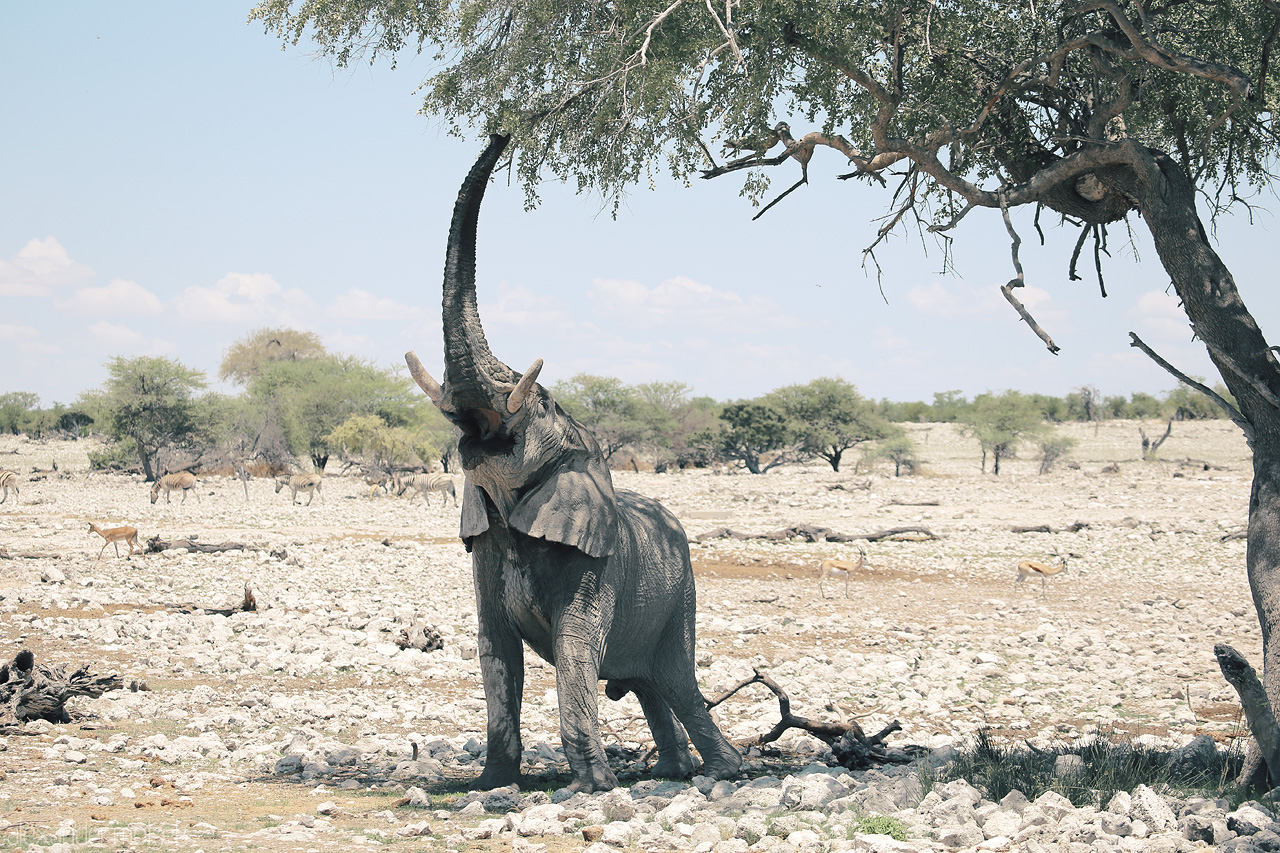 Foto von An elephant reaches for foliage in Etosha, Namibia, under a stark, sunlit sky.
