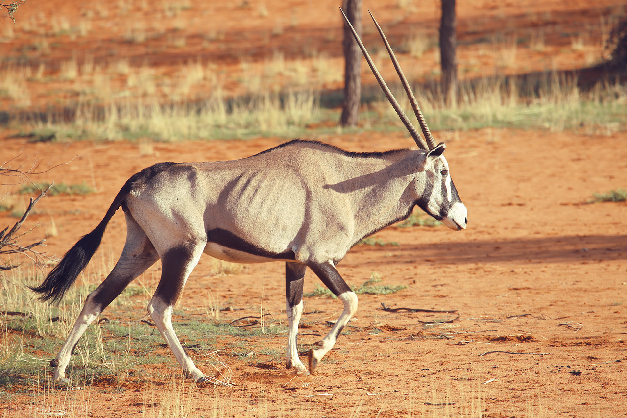 Foto von An oryx strides gracefully against the red sands of Namibia's Kalahari Desert.