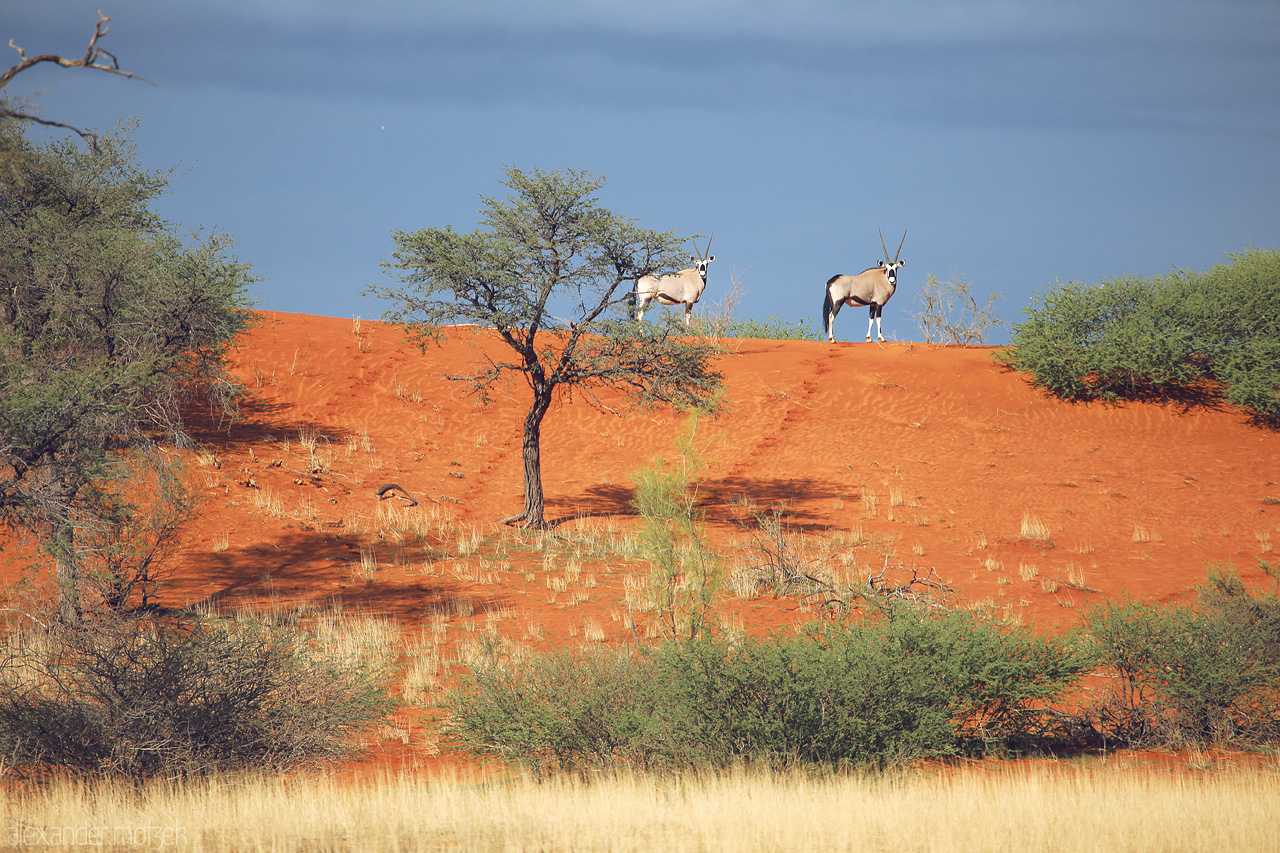 Foto von Oryx atop a radiant dune, under the azure sky of Namibia's Kalahari Desert.