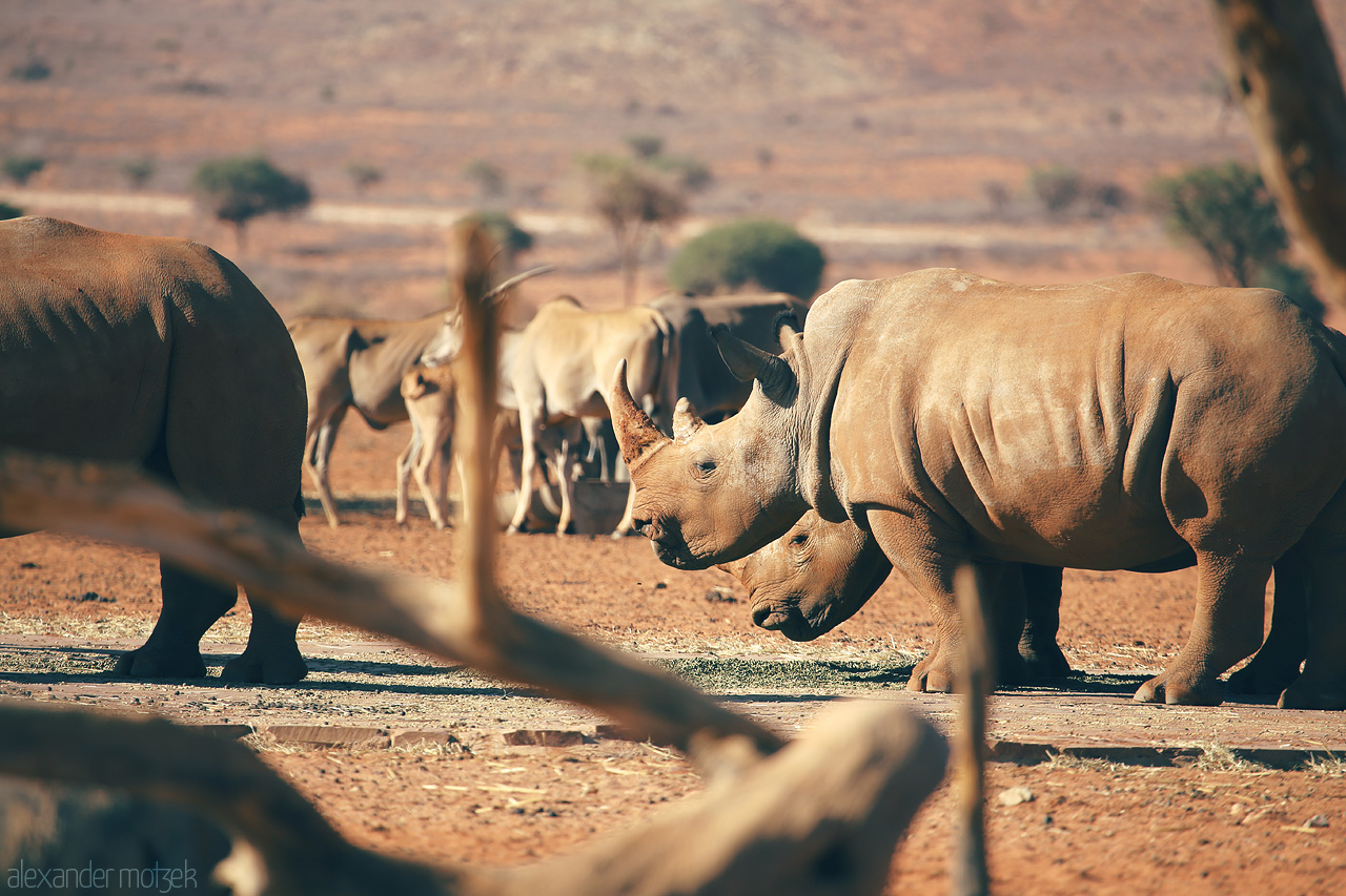 Foto von Rhinos roam with a backdrop of dusty Hammerstein, Namibia's untamed beauty.