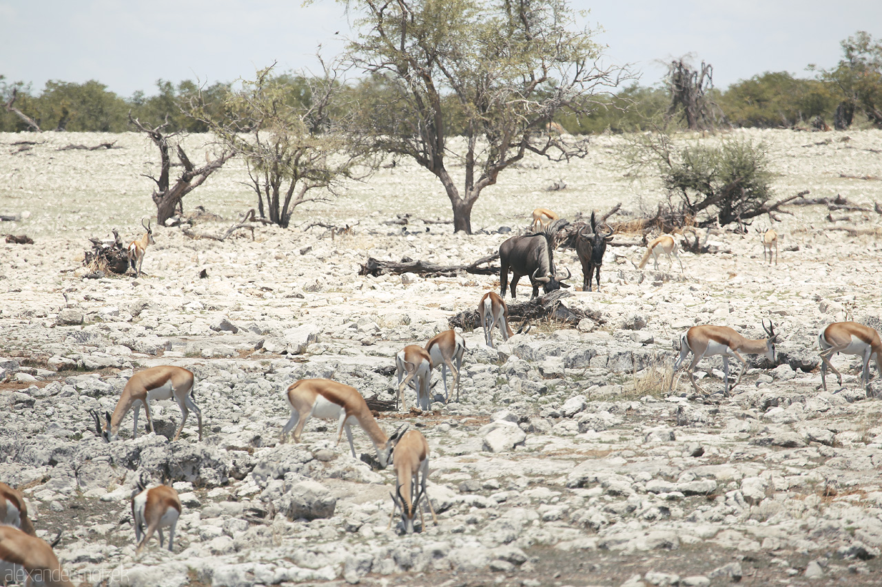 Foto von Springbok and wildebeest gather amidst Etosha's stark beauty.
