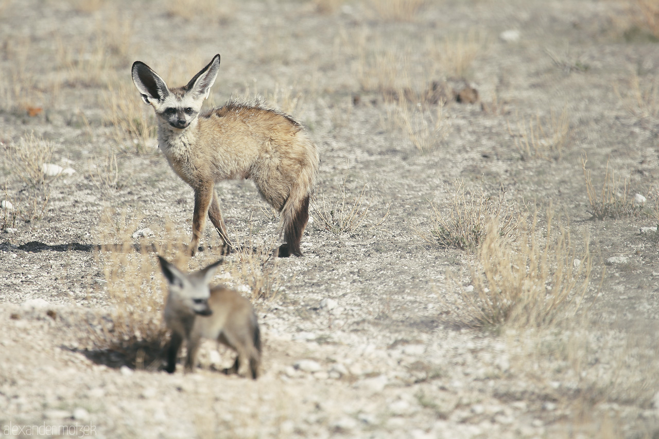 Foto von Two bat-eared foxes in Etosha, Namibia, blend into the arid landscape, their large ears attentively alert.