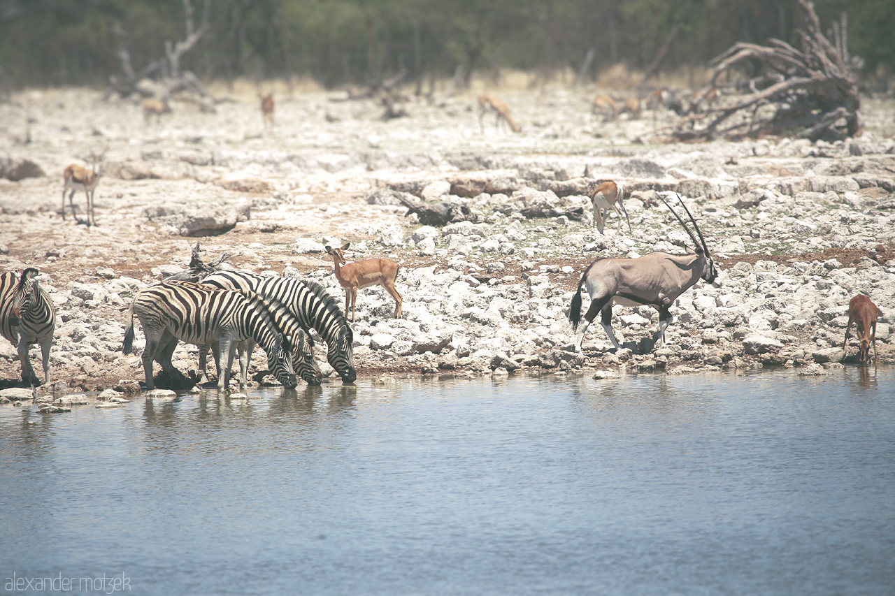 Foto von Zebras, oryx, and impalas gather at a waterhole in Etosha National Park, Namibia.