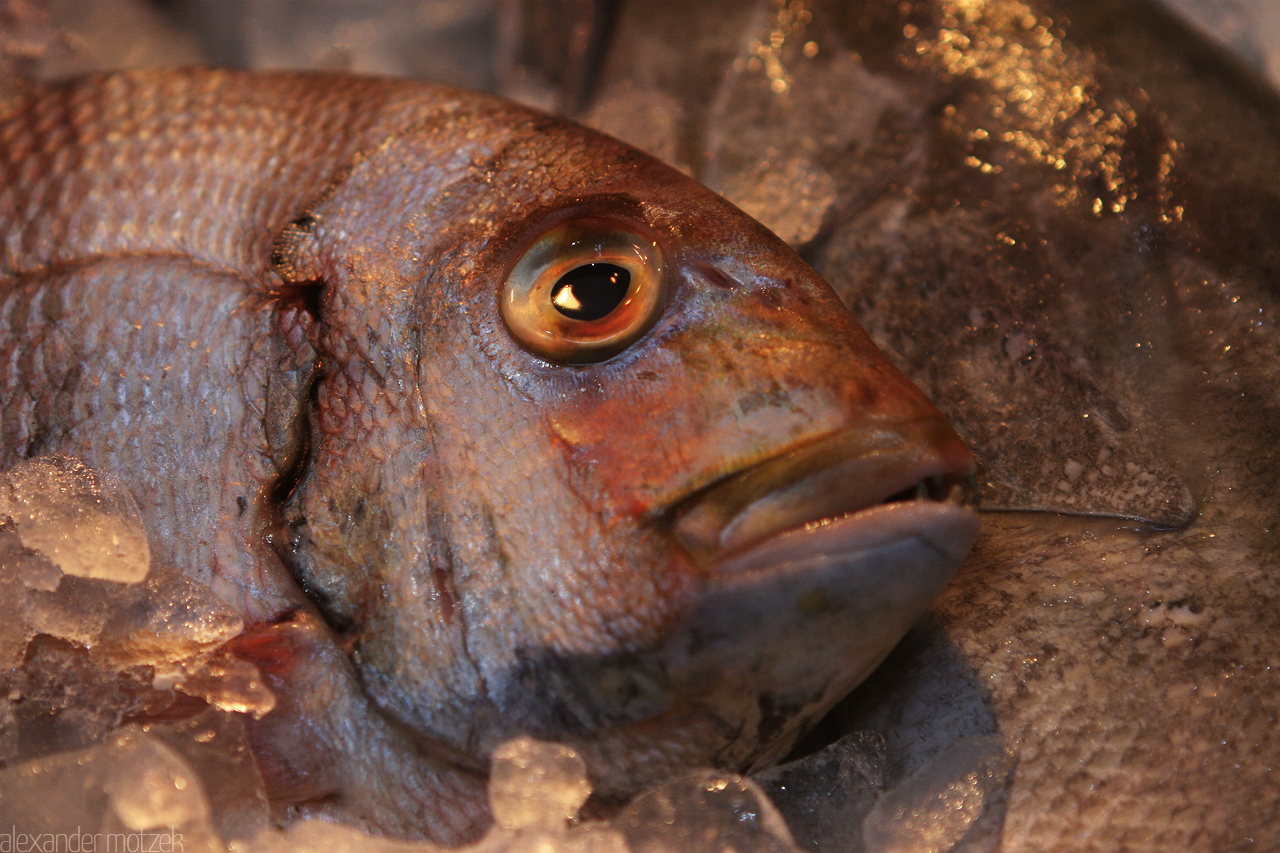 Pisces Foto von Rotbarbe auf dem Markt von Gran Canaria