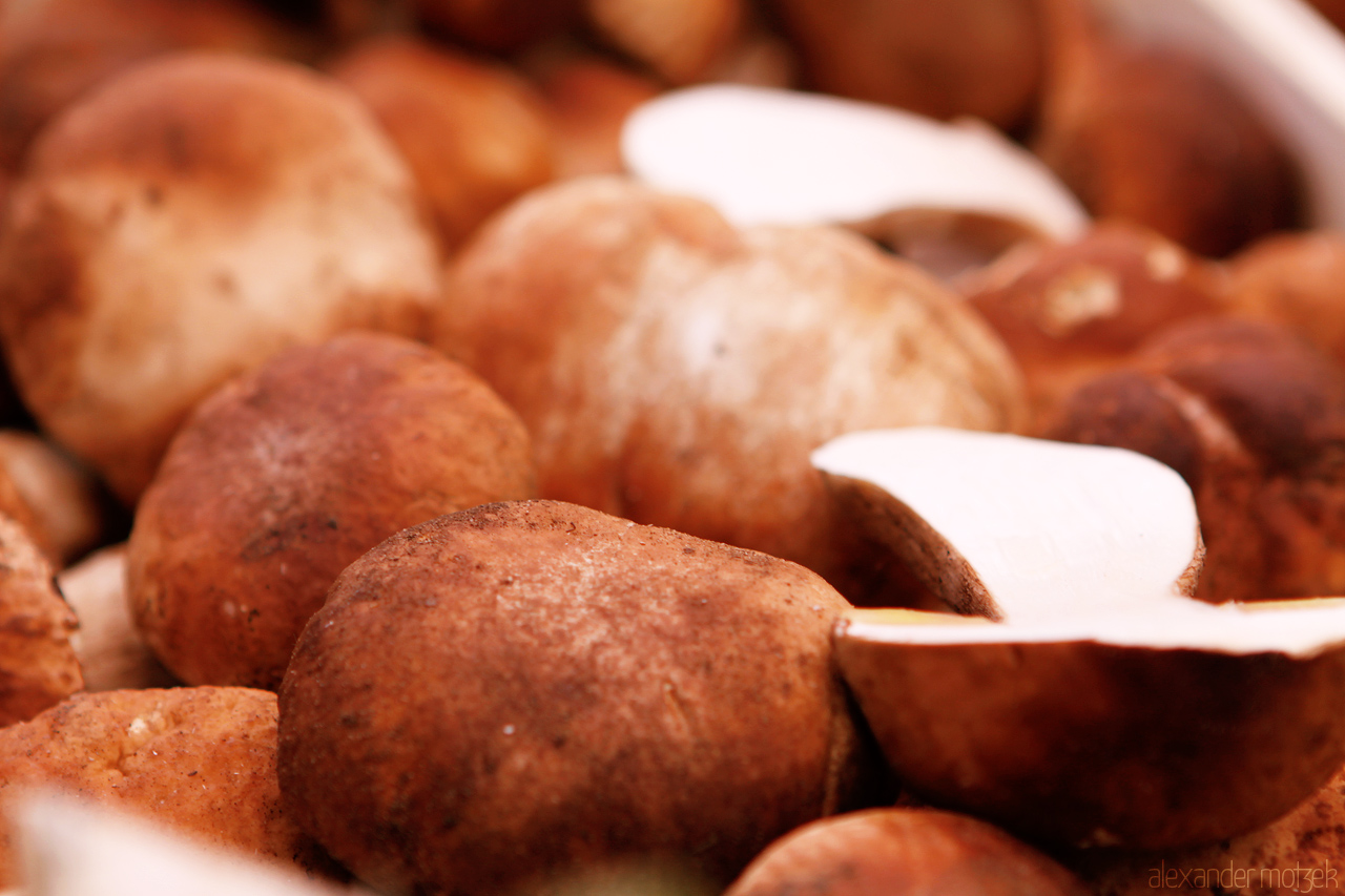 Schwammerl Foto von Schwammerl und Pilze aus dem Wiener Naschmarkt