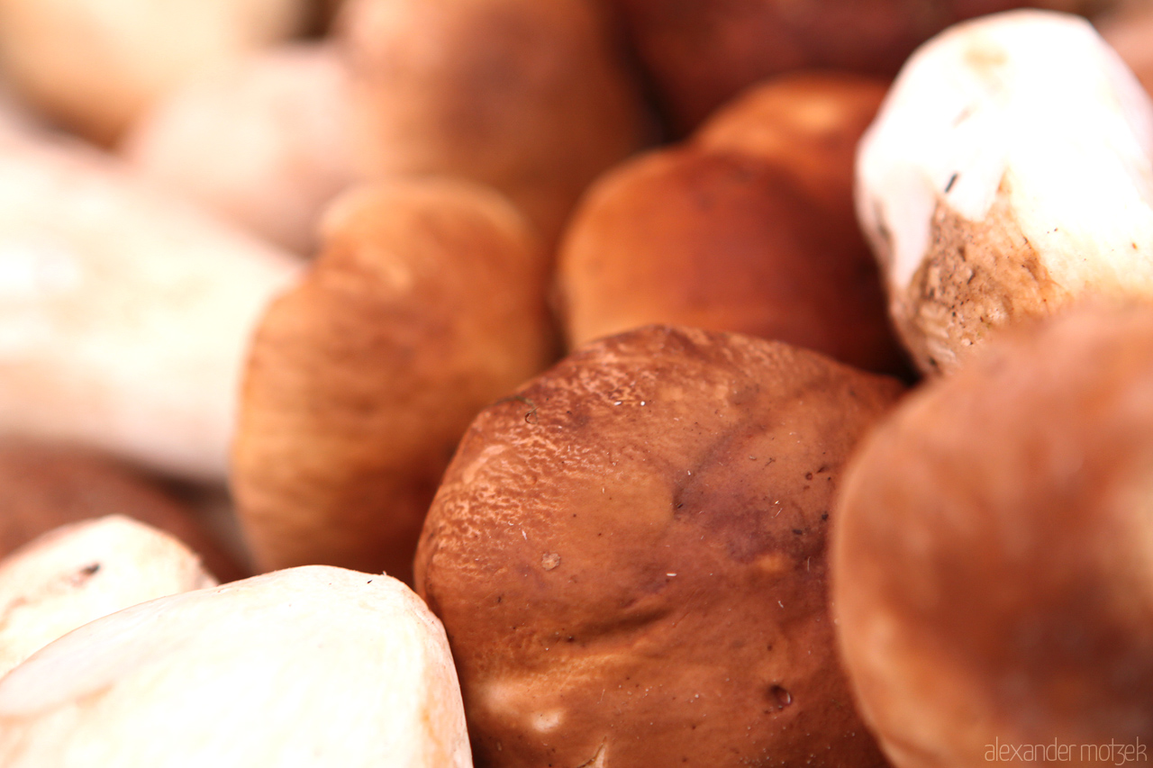 Schwammerl Foto von Schwammerl und Pilze aus dem Wiener Naschmarkt