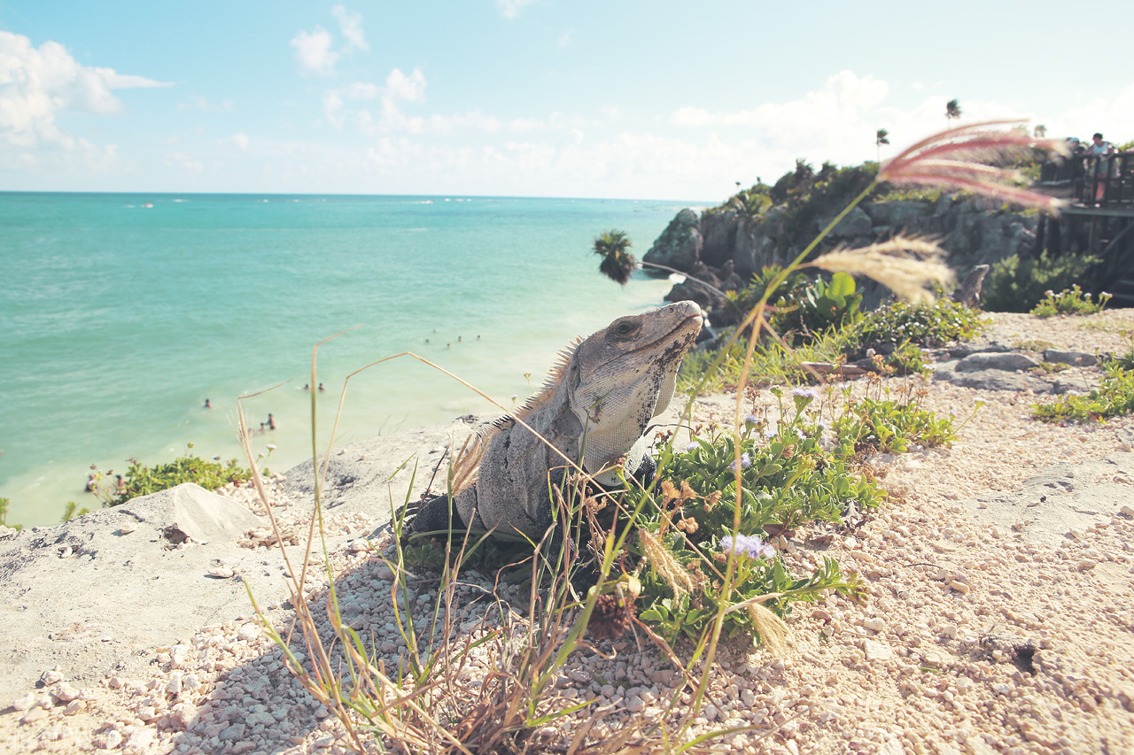 Tulum Vigilante Foto von An iguana overlooking Tulum's crystal waters and sun-drenched shores.