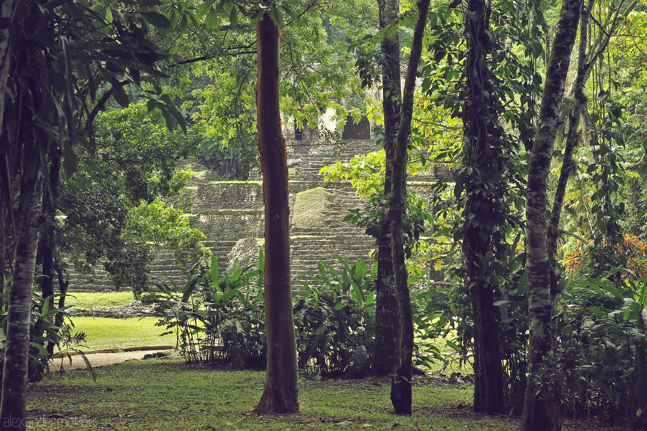 Palenque Verde Foto von Ancient Mayan ruins peek through the lush jungle of Palenque, a testament to Mexico's rich heritage.