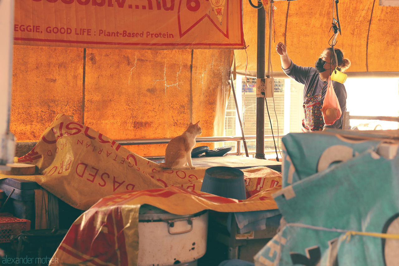 Foto von A bustling market scene in Wang Burapha Phirom, Bangkok. A curious cat and a vendor interact against vibrant banners.