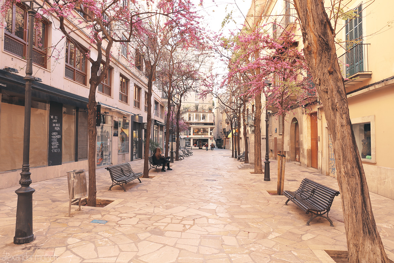 Palma en Rosa Foto von Blossoming pink trees lining a tranquil street in Palma, Mallorca, with quaint buildings and benches.