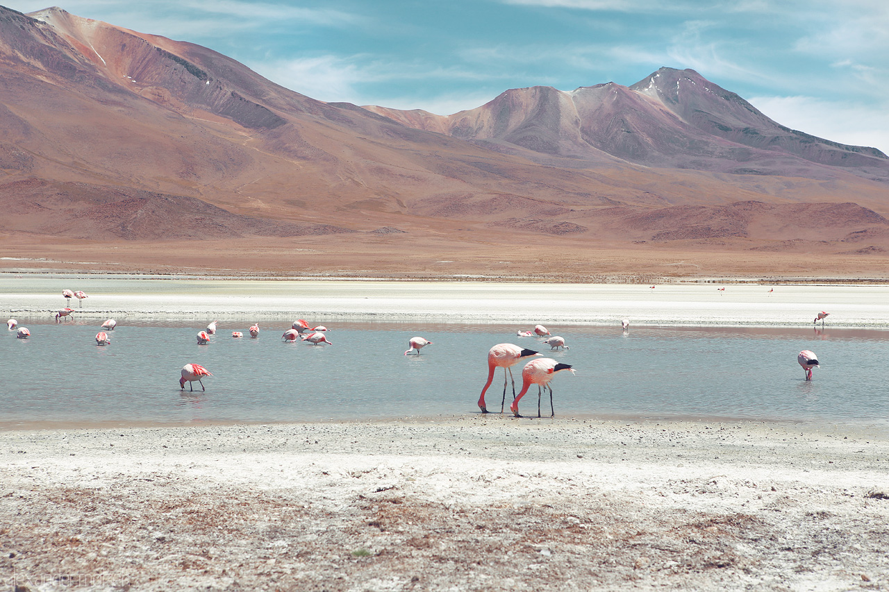 Foto von Flamingos in der Laguna Hedionda mit dem Cerro Canapa im Hintergrund
