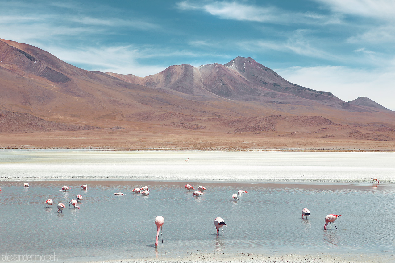 Foto von Flamingos in der Laguna Hedionda mit dem Cerro Canapa im Hintergrund