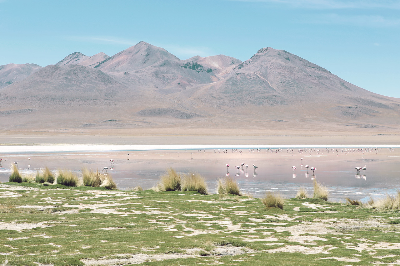 Foto von Flamingos in der Lagune Canapa in der Salzwüste Uyuni in Bolivien