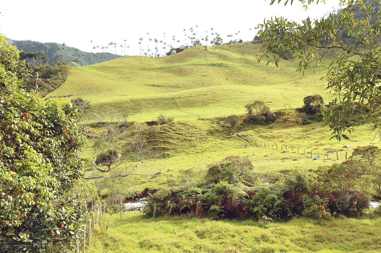 Foto von Captivating hills of Salento, Quindío, Colombia, where lush greenery and towering wax palms paint a serene Eje Cafetero landscape.