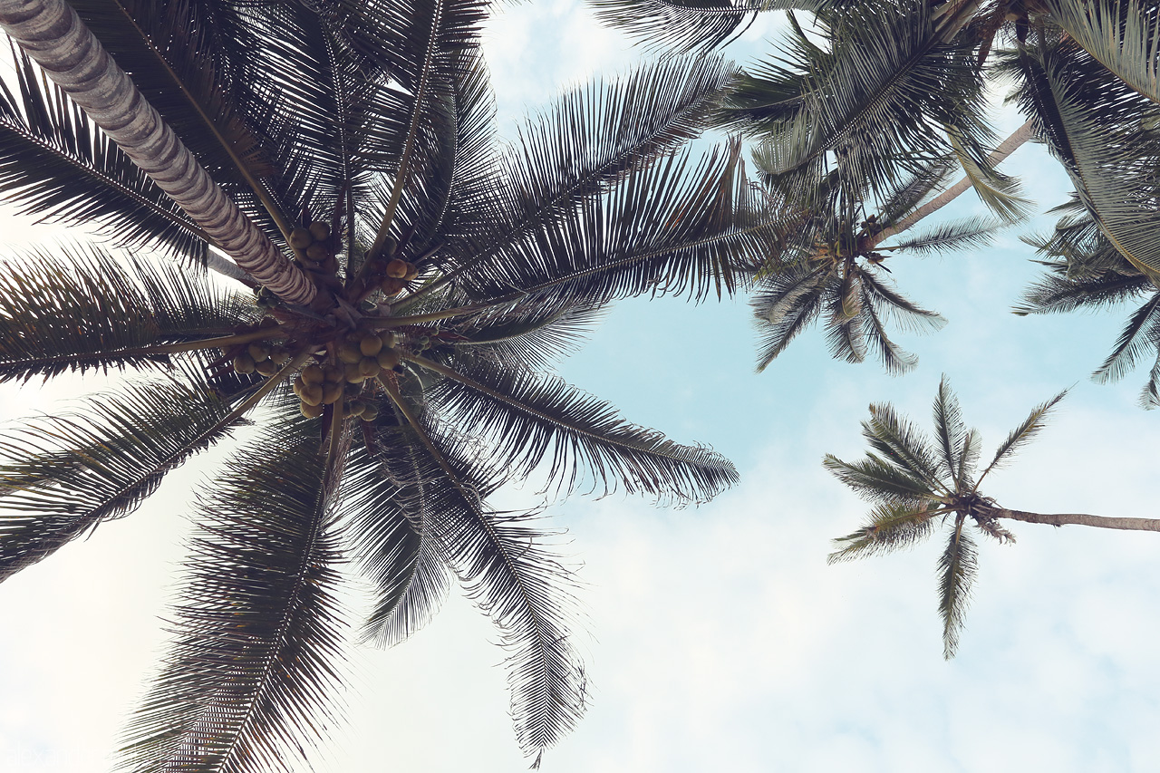 Foto von Gaze upwards at the serene, swaying palm trees of Tayrona, Santa Marta - a lush escape beneath the Colombian skies.