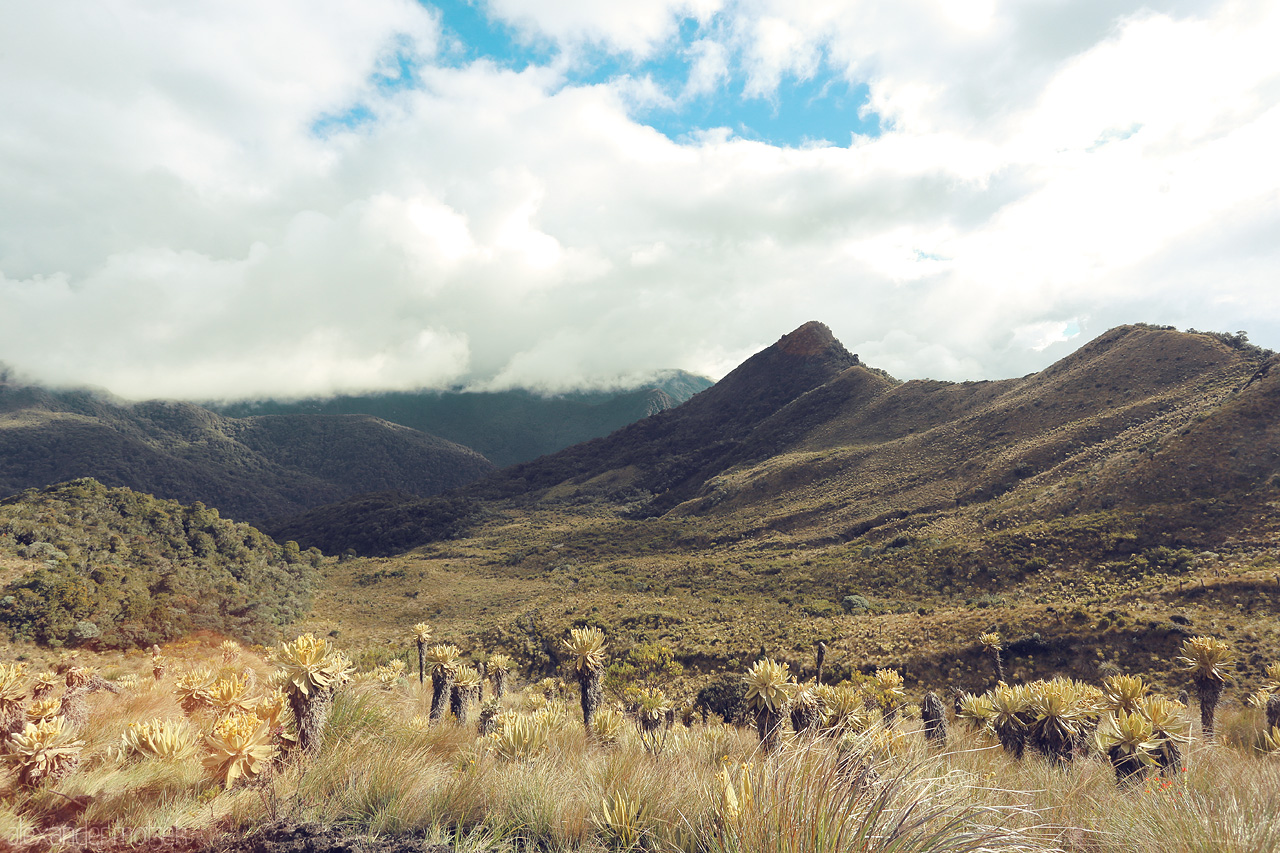 Foto von Green valleys and misty mountains of Salento, Quindío, Colombia, beautifully blend with the iconic frailejón plants under a vibrant sky.