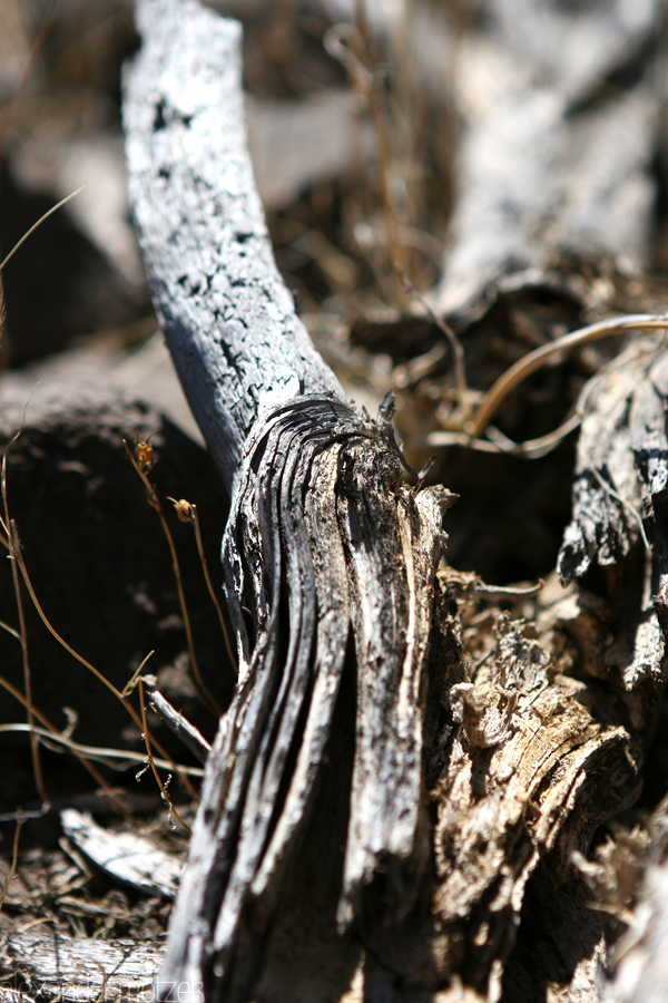 Foto von Gran Canaria ausgetrocknetes Holz