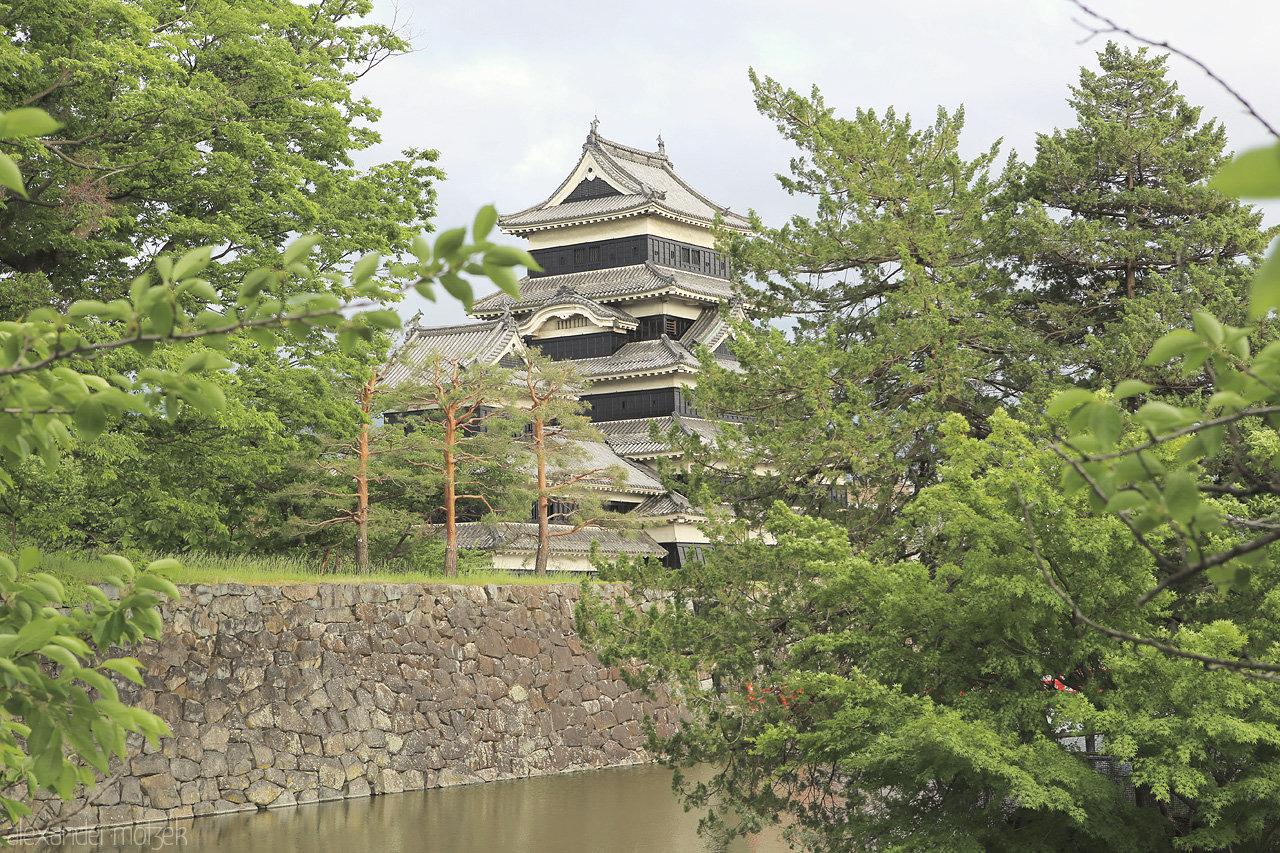 Foto von Das schwarze Schloss Matsumoto hinter Bäumen versteckt