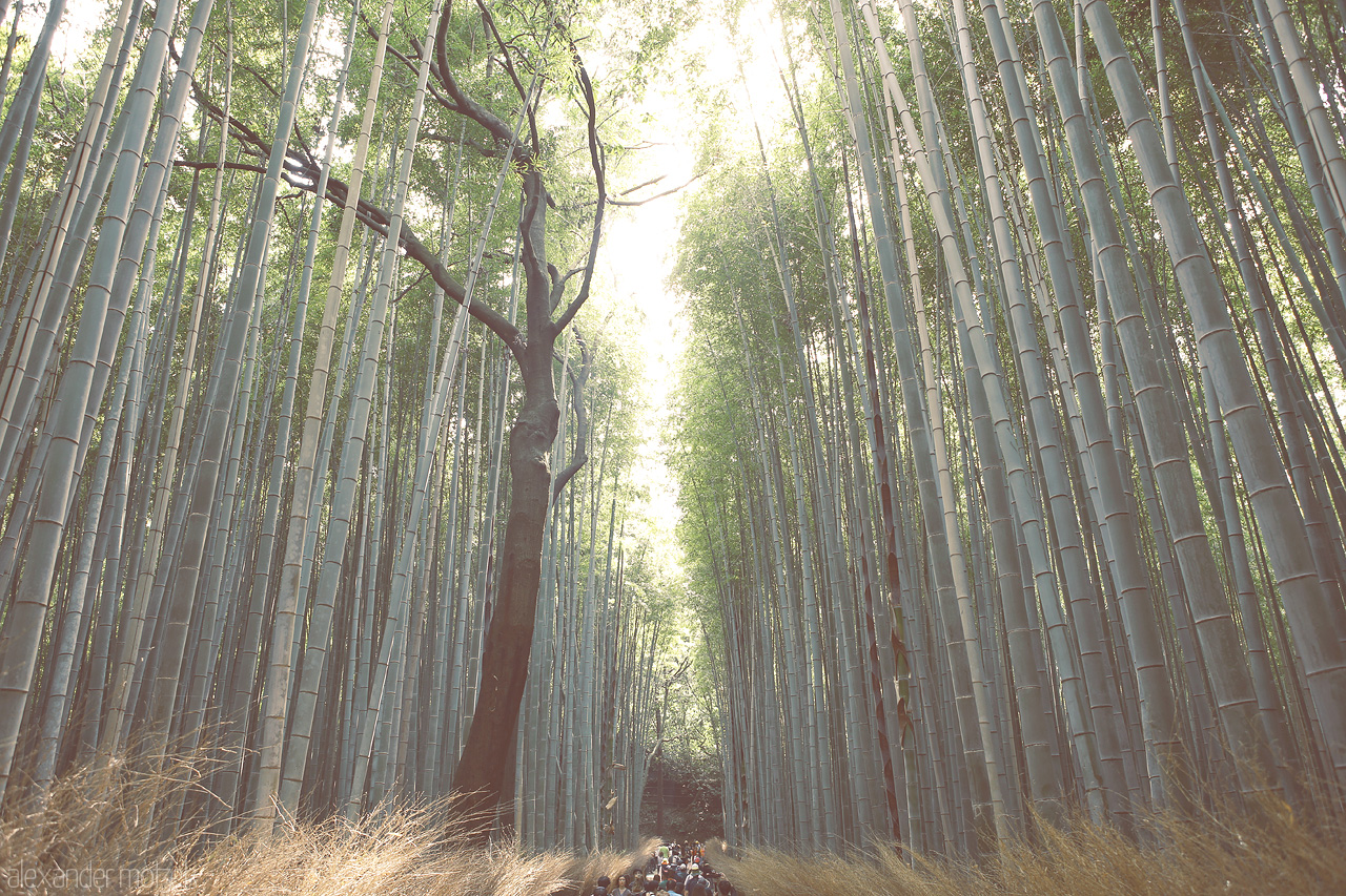 Foto von Gigantischer Bambuswald nahe Kyoto mit hunderten Besuchern