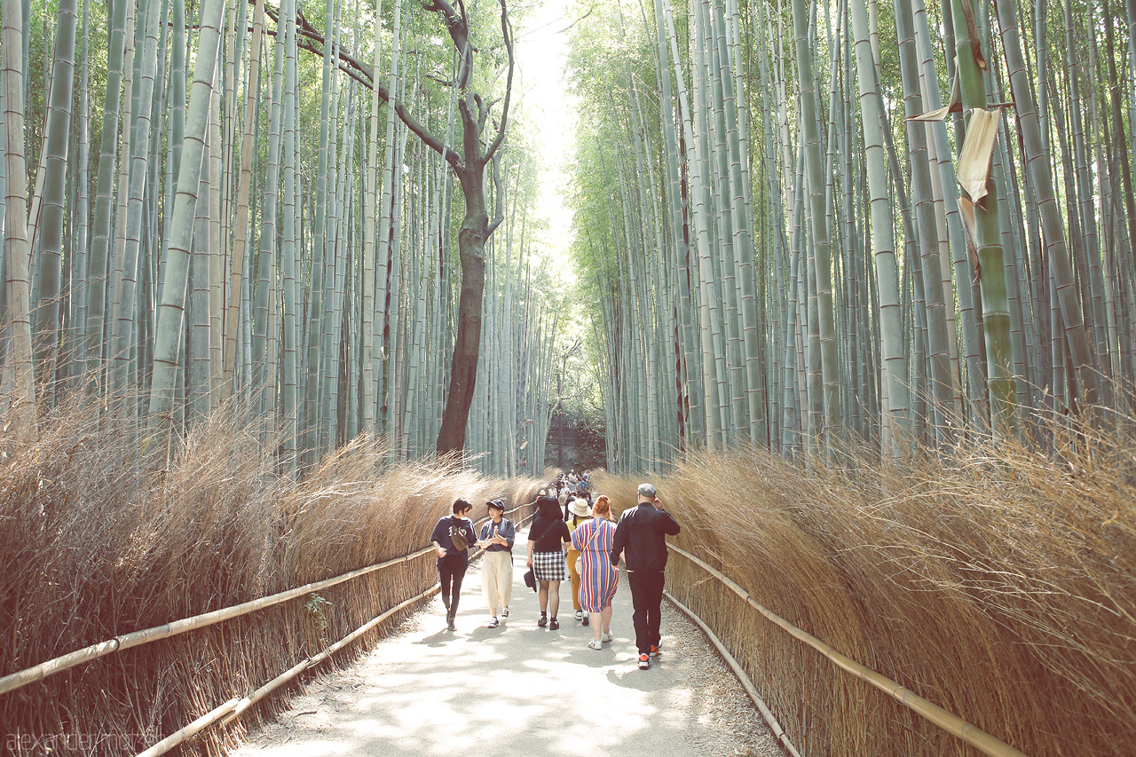 Foto von Gigantischer Bambuswald nahe Kyoto