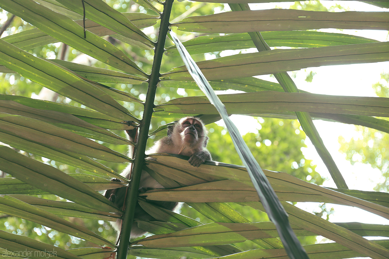 Foto von A mischievous monkey peeks through the lush palm leaves in Kuala Lumpur, reflecting the vibrant wildlife of Malaysia's urban jungle.