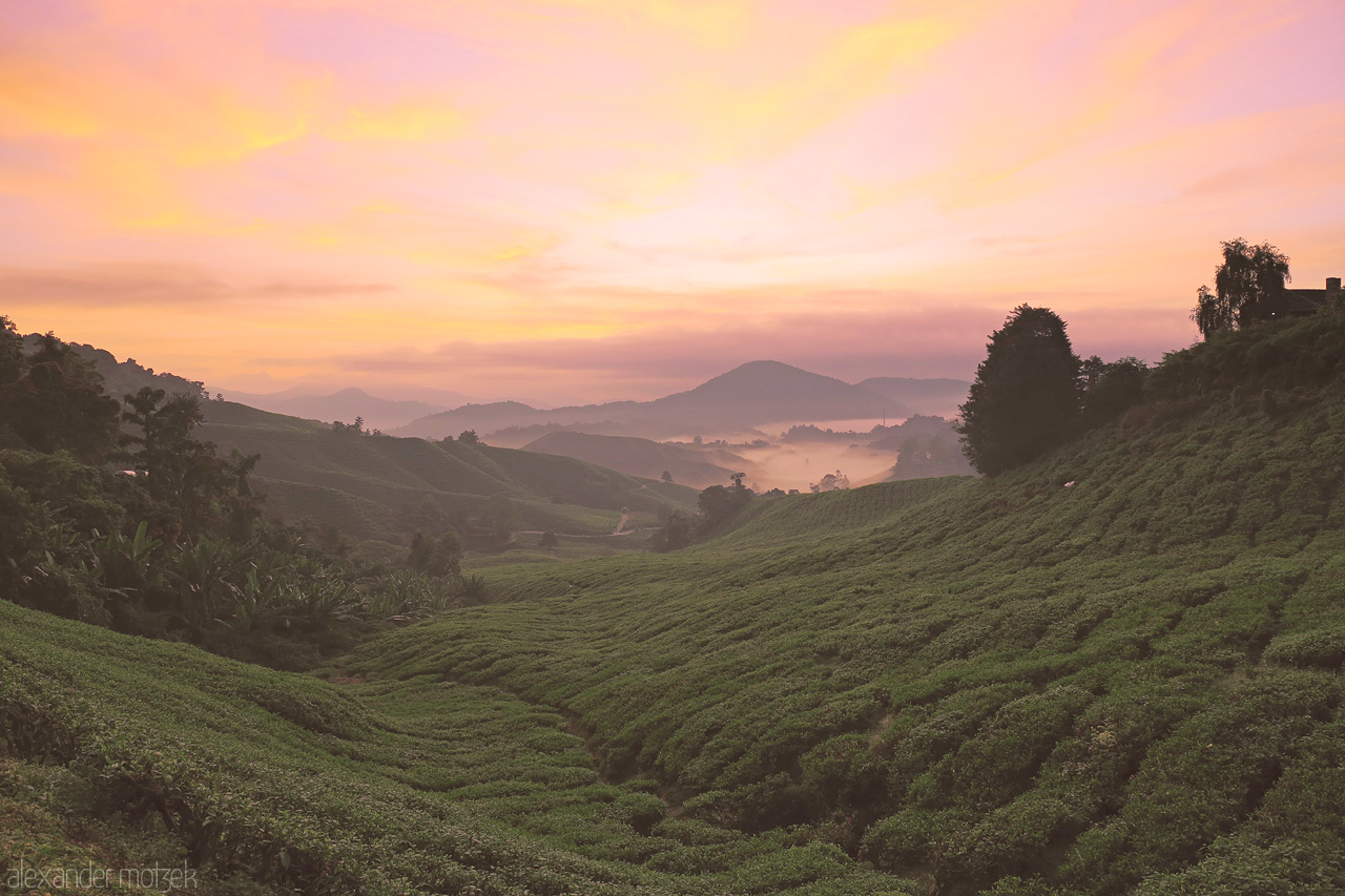 Foto von Golden sunrise over the rolling tea plantations of Cameron Highlands, casting a peaceful glow on the misty hills of Pahang, Malaysia.