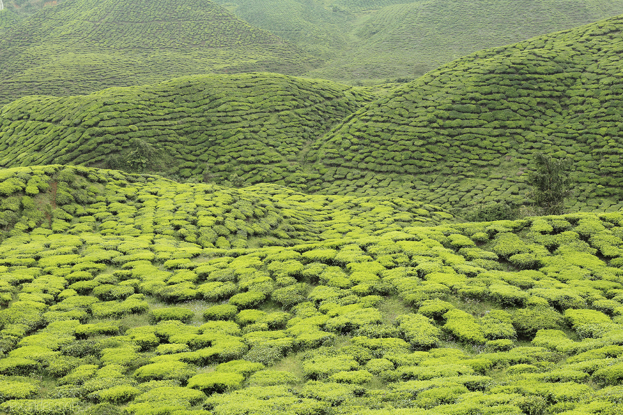 Foto von Rolling tea plantations of Cameron Highlands, Malaysia, evoke a lush, green landscape that blankets the horizon in serene beauty.