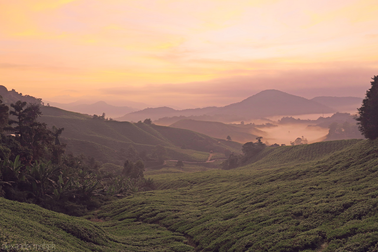 Foto von Witness the serene beauty of Cameron Highlands at dawn, where misty tea plantations stretch into the horizon beneath a gentle, pastel sky.