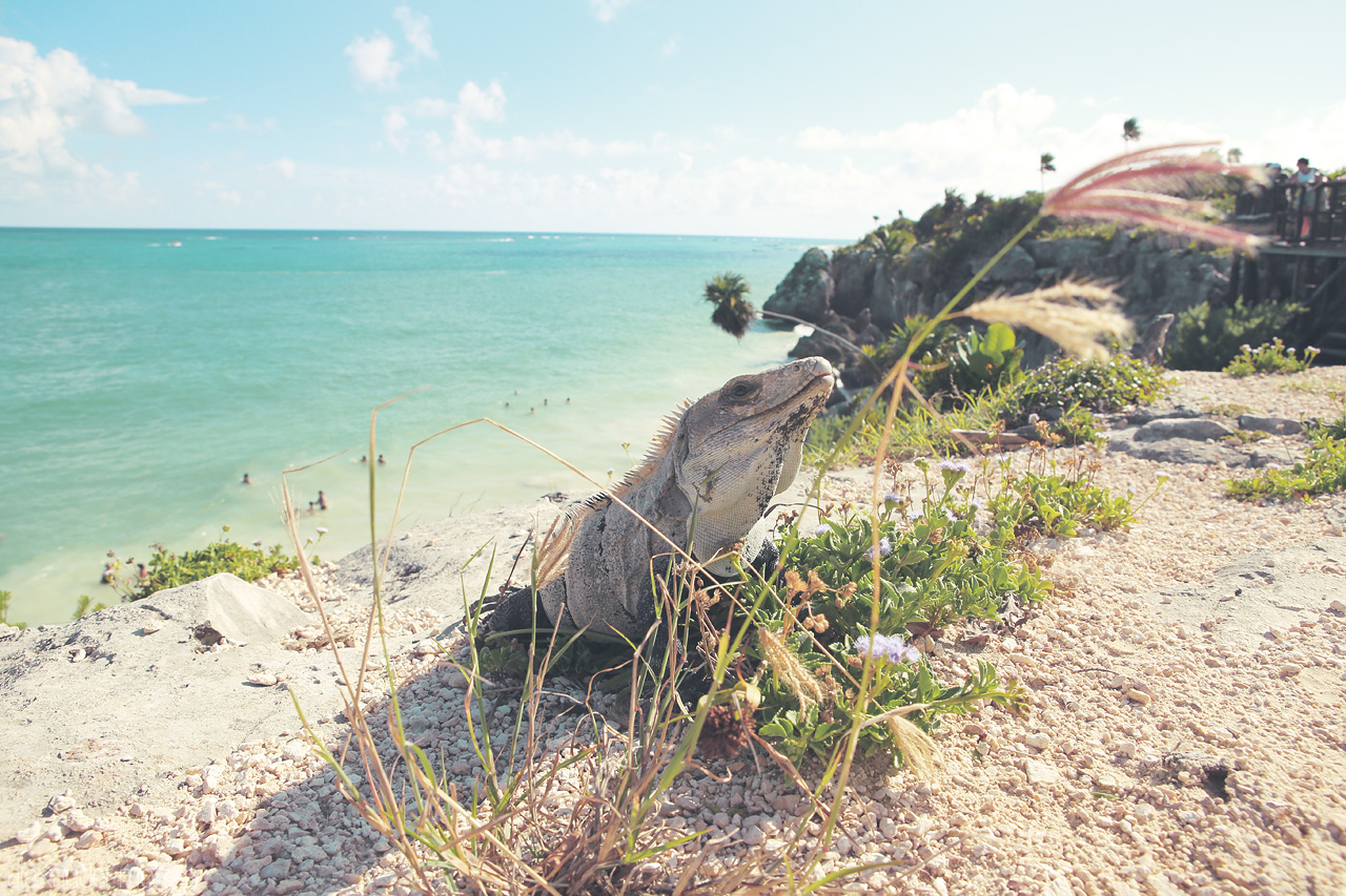 Foto von An iguana overlooking Tulum's crystal waters and sun-drenched shores.