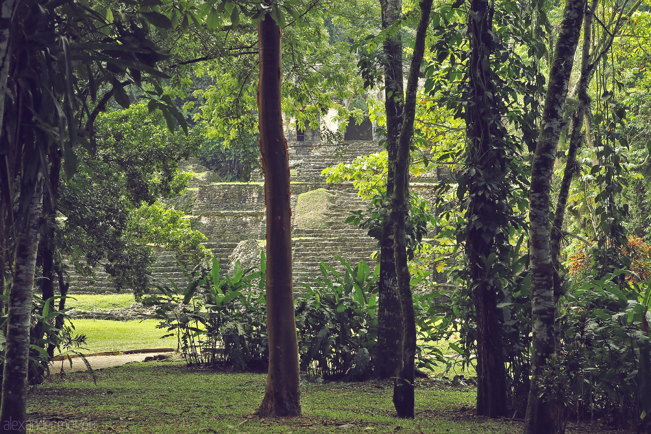Foto von Ancient Mayan ruins peek through the lush jungle of Palenque, a testament to Mexico's rich heritage.