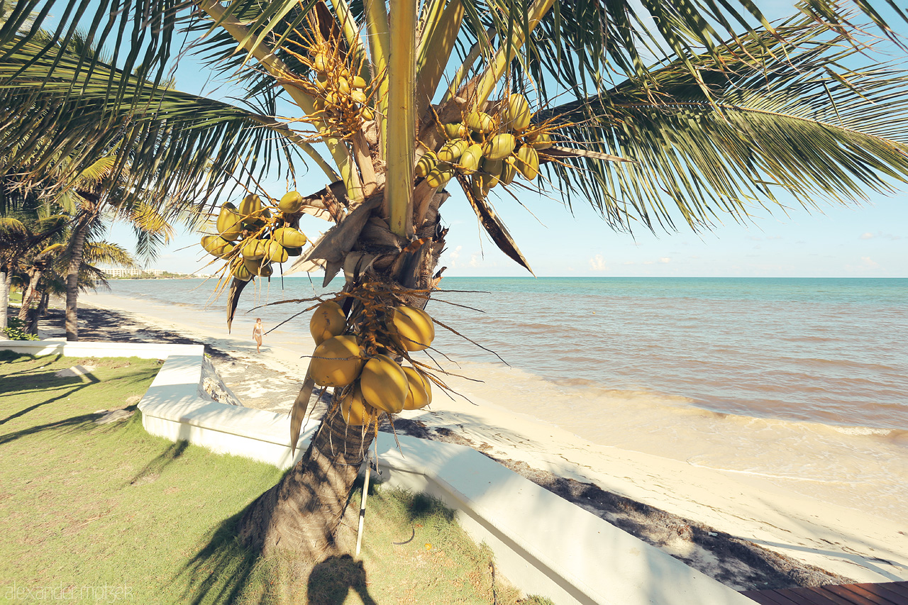 Foto von Golden coconuts cascade from a palm on Puerto Morelos shores, framing turquoise waves and serenity.