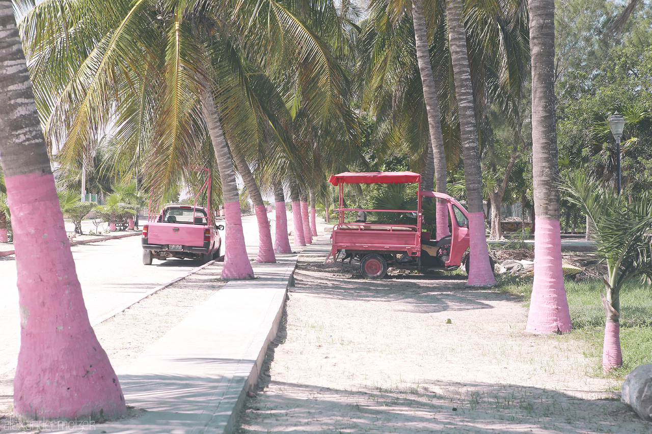 Foto von Palm-lined pathway with a pink tuk-tuk under tropical sun in Río Lagartos, Yucatán.