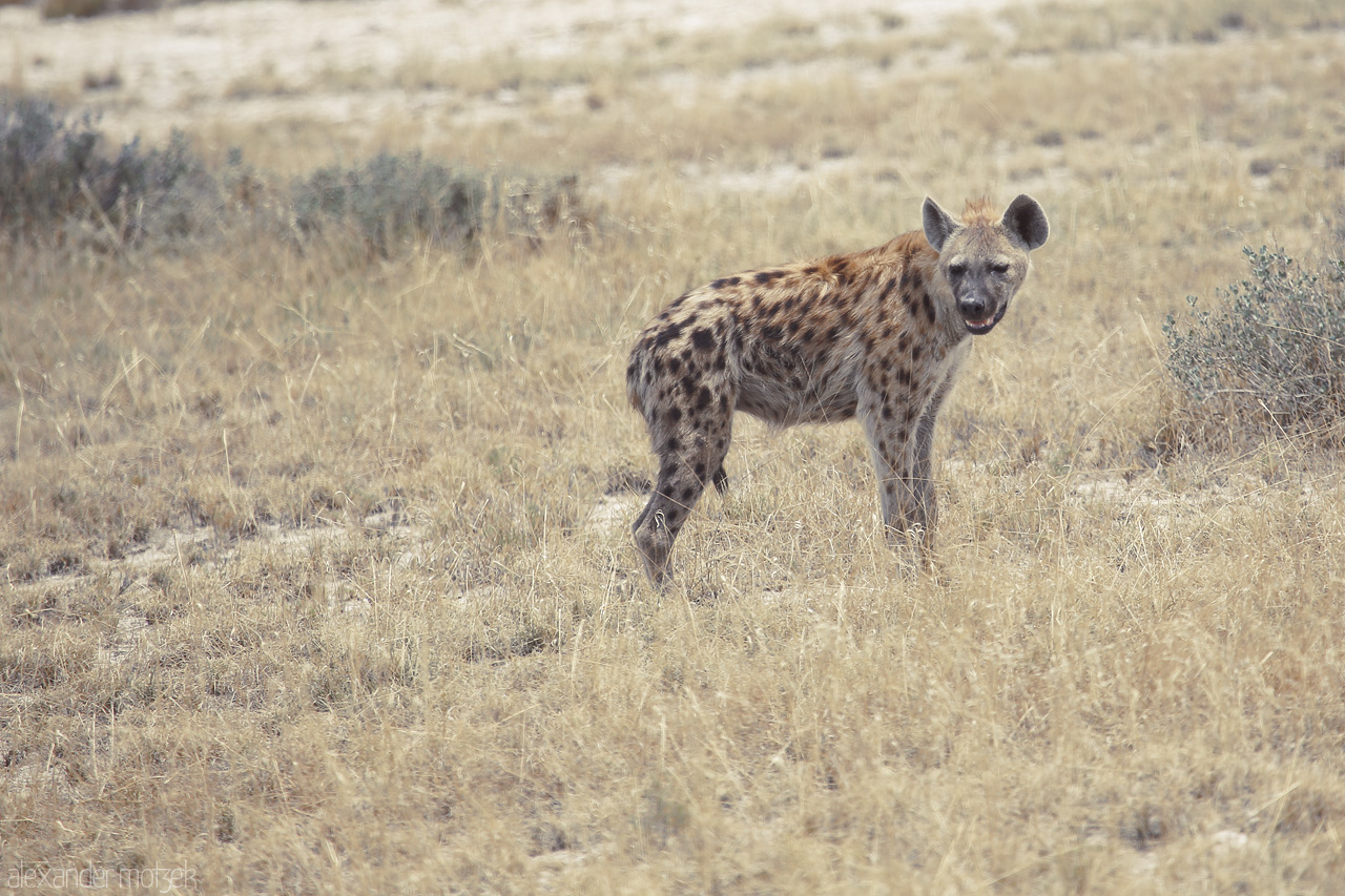 Foto von A hyena surveys the vast Etosha landscape, exemplifying Namibia's wild allure.