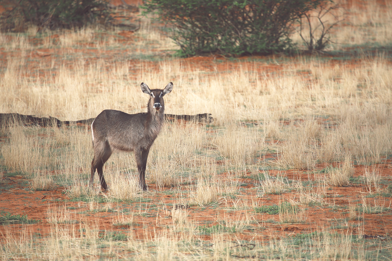 Foto von A lone antelope stands alert amidst the amber hues of Namibia's Kalahari Desert.