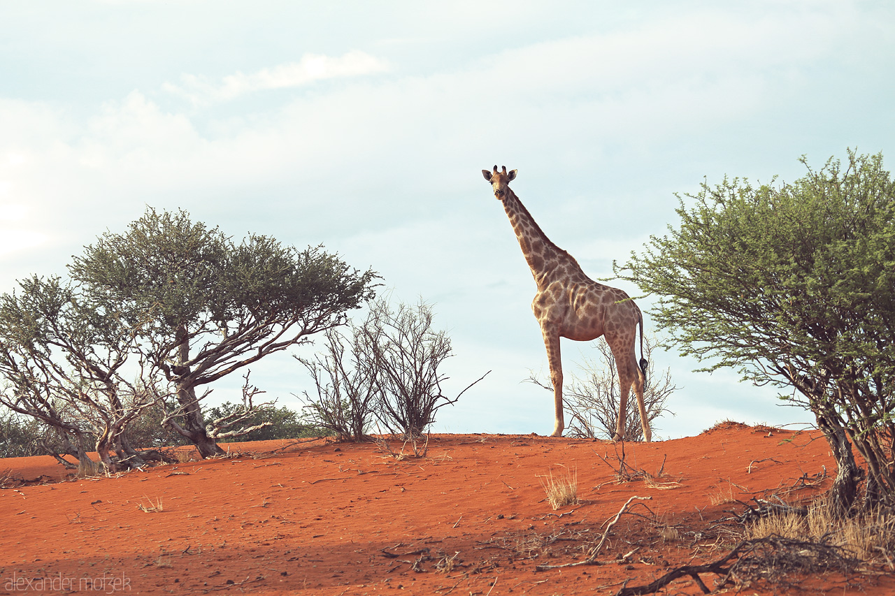 Foto von A lone giraffe stands among the acacia in the serene expanse of Namibia's Kalahari Desert.
