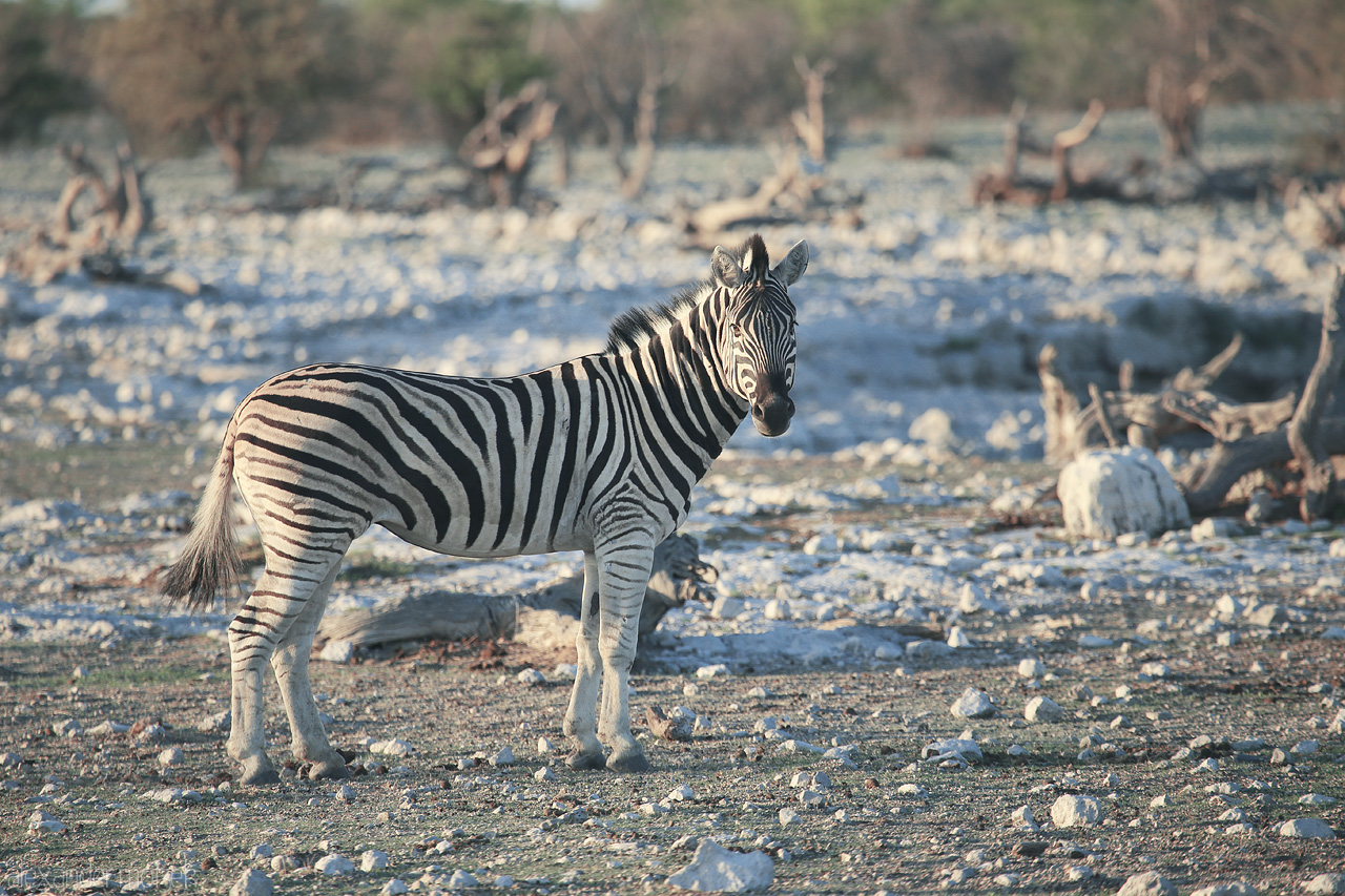 Foto von A lone zebra stands guard amidst Etosha's rocky terrain, epitomizing wild Namibia.