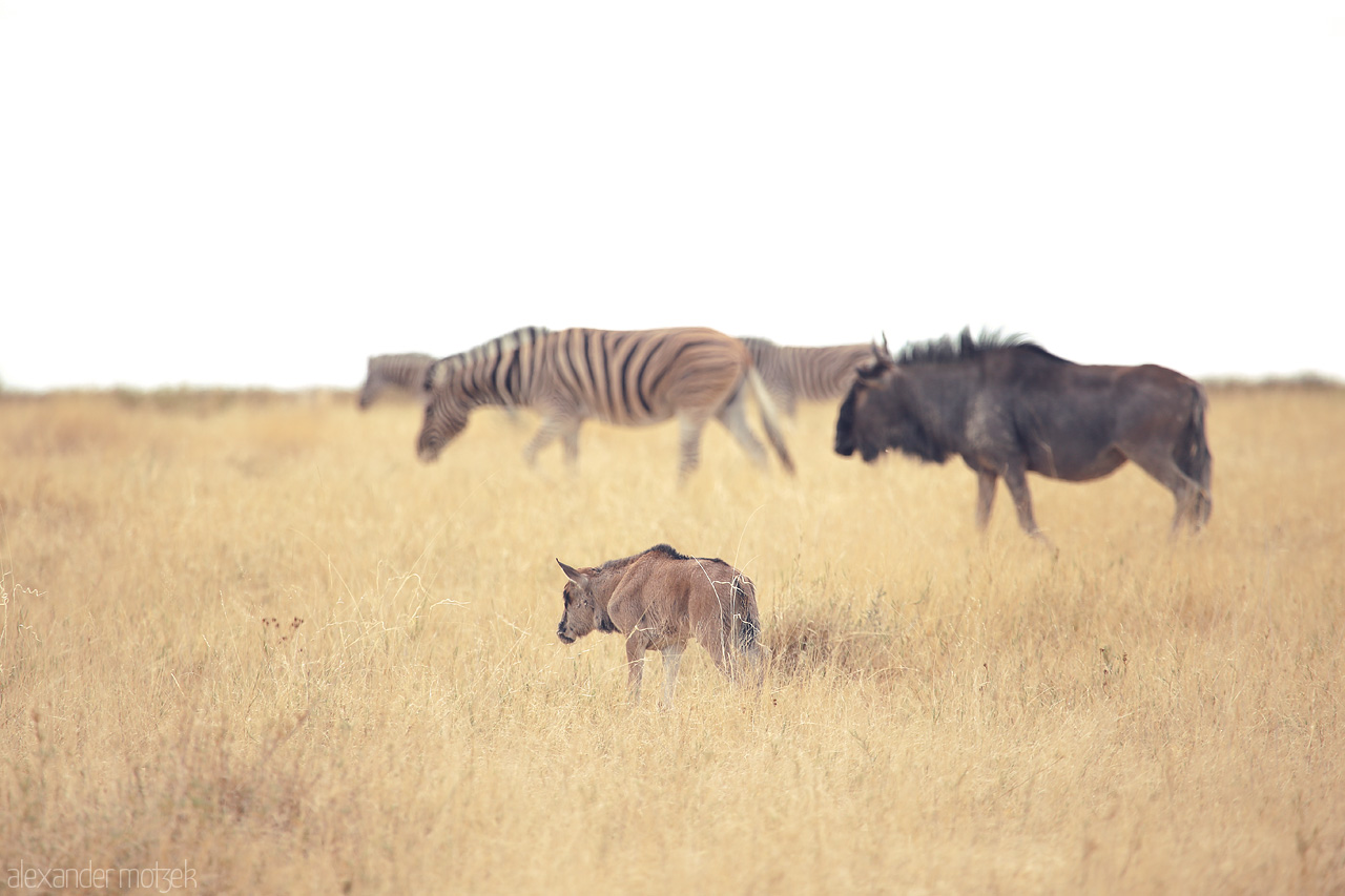 Foto von A serene walk of zebras and wildebeest through the golden grasses of Etosha, Namibia.